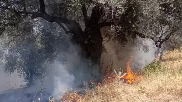 Aydın'da Ziraat Alanında Yangın, Hızla Kontrol Altına Alındı