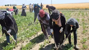 Tarım İşçileri Kavurucu Sıcaklarda Çalışıyor