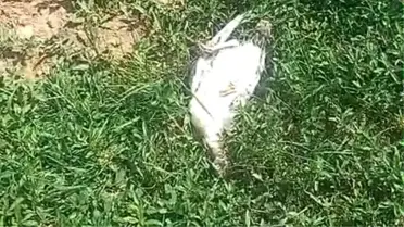 Başboş Köpeklerin Saldırısı Patnos'ta Hayvanları Telef Etti