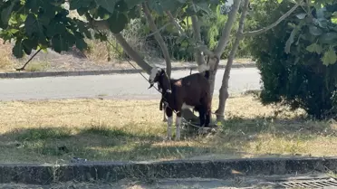Subaşı'nda Hayvan Beslemek Yasaklandı