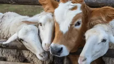 Belde merkezinde küçük ve büyükbaş ile kanatlı hayvan beslemek yasaklandı
