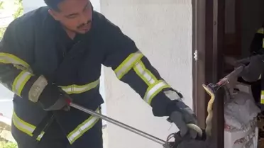 Yılan Evden Çıkarıldı