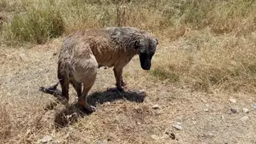 Diyarbakır'da Su Kanalına Düşen Köpek İtfaiye Ekipleri Tarafından Kurtarıldı