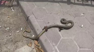 Yılan Bacağımdan Isırdı, Kendim Kurtardım!