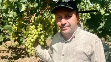 Manisa'da Erkenci Üzüm Alımları Başladı