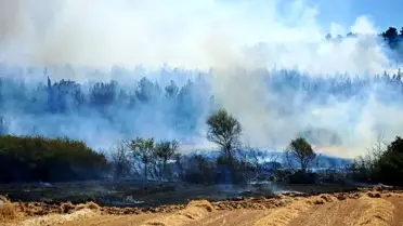 Edirne'de Orman Yangını Kontrol Altına Alındı