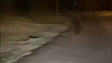 Erenler'de Ayı Araç Önünde