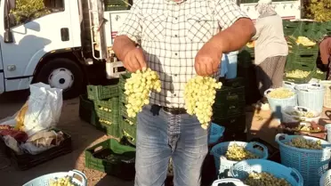 Manisa'da Erkenci Üzüm Hasadı Başladı