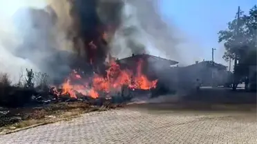 Yalova'da Zeytinlik Alanda Yangın Çıktı