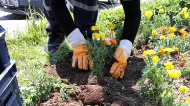 Söke Parkları Yazlık Çiçeklerle Canlanıyor