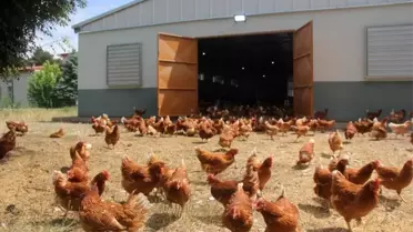 Mayıs'ta Tavuk Eti ve Yumurtası Üretimi Verileri