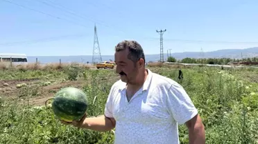 Erbaa'da Karpuz Hasadı Yüz Güldürdü