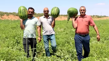 Yaylak Karpuzu: Dondurma Tadında Lezzet