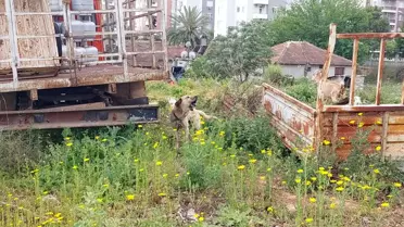 HAYDİ Polisi: Hayvanlara Yaralı Sürücülere Cezalar
