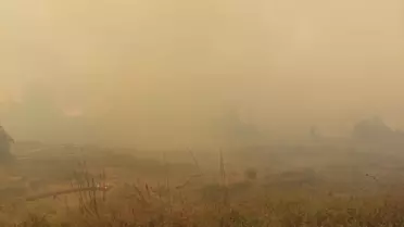 Gebze'de Orman Yangını