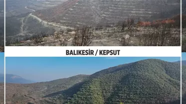 Yangınlar 24 Bin Hektar Ormanı Yok Etti
