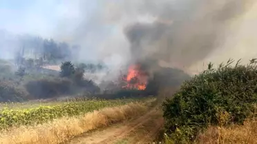Şarköy'de Yangın Tarım Arazilerine Sıçradı