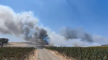 Şarköy'de Anız Yangını Ormana Sıçradı