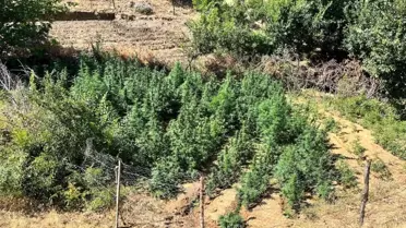 Bingöl'de 1651 Kök Kenevir Ele Geçirildi