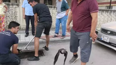Rögar Kapağında Mahsur Kalan Karga Kurtarıldı