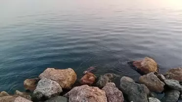 Ereğli'de Su Samuru Görüntülendi