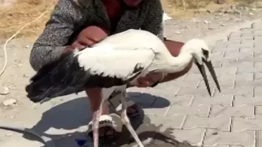 Sıcaktan Baygın Leylek Kurtarıldı