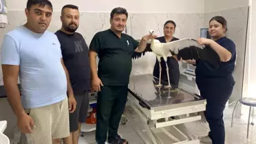 Alaşehir'de Yorgun Leylek Kurtarıldı