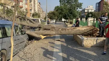 Aydın'da Süs Ağacı Araçların Üzerine Devrildi
