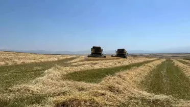 Ekme diyenlere inat ekti, tarladan bereket fışkırdı