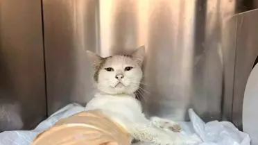 Burdur'da vurulan kedi hastaneye kaldırıldı