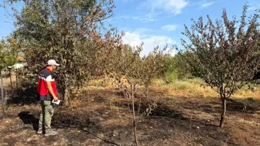 Yıldırım Düşen Meyve Bahçesinde Hasar Tespiti