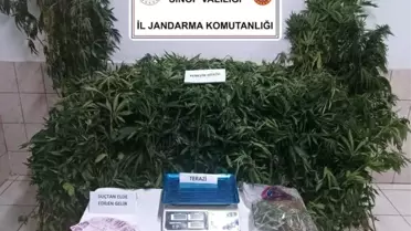 Sinop'ta Uyuşturucu Operasyonu: 1 Tutuklama