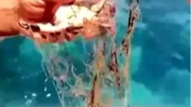 Hayalet Ağa Takılan Yengeçler Kurtarıldı