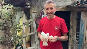 Güvercin Tavuk Yumurtasından Civciv Çıkardı