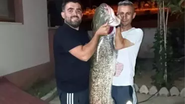 Bilecik'te Dev Yayın Balığı Yakalandı
