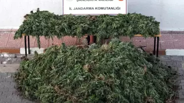 Şanlıurfa'da Kenevir Operasyonu