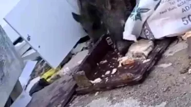 Hatay'da Domuzlar Yem Aradı