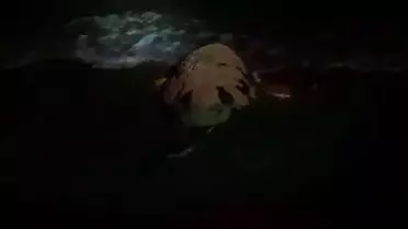 Didim'de Deniz Kaplumbağaları Yumurtluyor