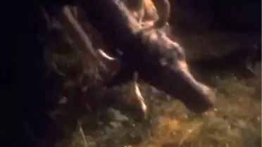 Kars'ta İnek Kurtarıldı