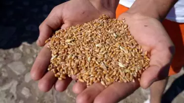 Tohum Desteği Başvuruları 2025'e Kadar!