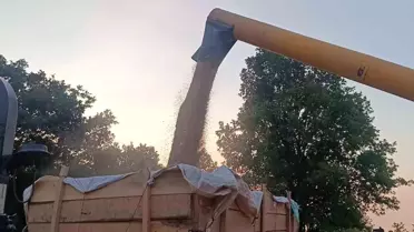 Bilecik'te Erken Hasat Sevinci