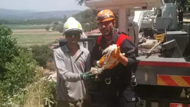 Kırık Ayağı Olan Leylek Kurtarıldı