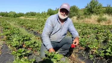 Malatya'da Don Felaketi, Doğanyol'la Çiftçinin Yüzü Güldü
