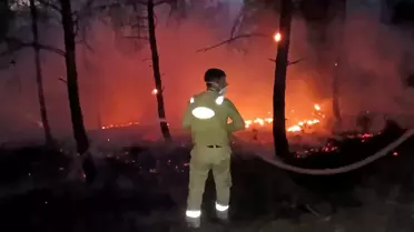 Geyve'de Yangın Hayvanları Vurdu