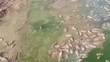 Şırnak'ta Balık Ölümleri
