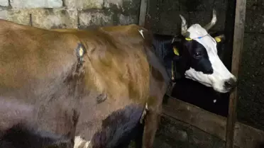 Artvin'de Ayı İneğe Saldırdı