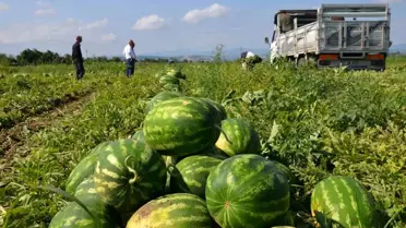 Bafra'da Karpuz Hasadı Başladı