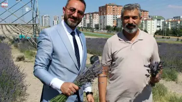 Kocasinan'da 4. Lavanta Hasadı Gerçekleşti