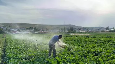 Karslı Çiftçi Pancar ile Geleceğini Şekillendiriyor