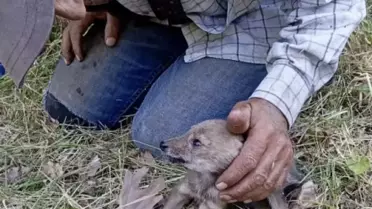Çakal Susuz Kaldı, İnsan Yardım Etti
